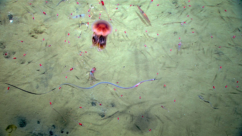 An active water column included many mid-water organisms, such as shrimps, snipe eels and squid, that were feeding at an intra-canyon ridge off Pea Island, North Carolina.