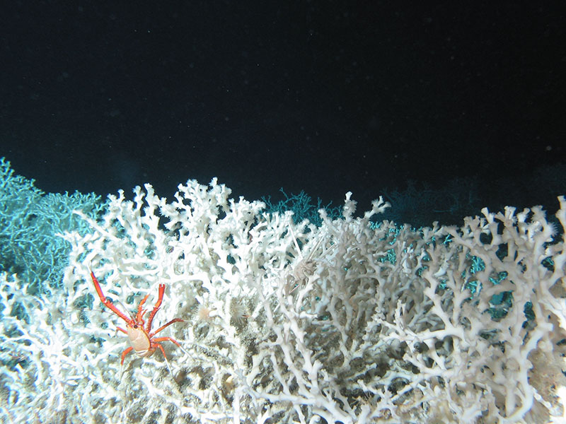 White deep-sea coral field with an orange crab climbing on the coral