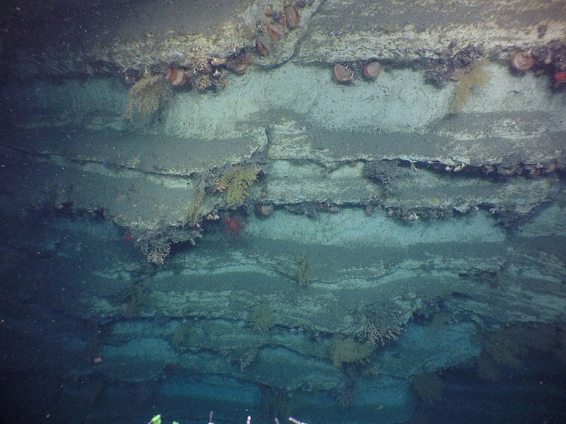 During the 2019 DEEP SEARCH mission, the team will again visit the North Carolina submarine canyons, including Pamlico Canyon seen here. In 2018, HOV Alvin explored Pamlico Canyon and observed stunning rock walls covered in a diversity of corals.