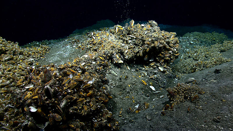Overview of extensive chemosynthetic mussel communities colonizing carbonate and sedimented mounds at a seep site south of Norfolk Canyon.