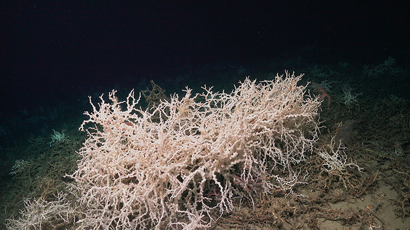 The DEEP SEARCH team saw thriving Lophelia pertusa mounds like this one throughout Dive 1 at Richardson Hills.
