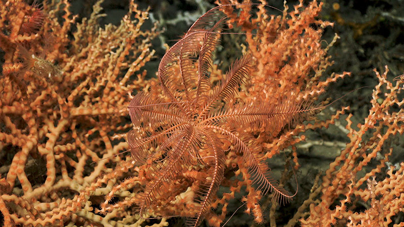 This crinoid was seen on Madrepora coral during Dive 1 at Richardson Hills.
