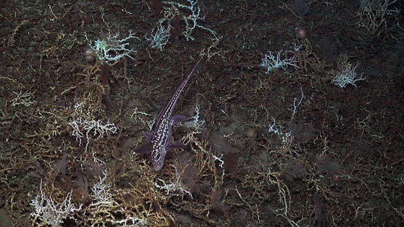 This Chimaera c.f. monstrosa was seen on a Lophelia pertusa mound at Richardson Hills during Dive 1.