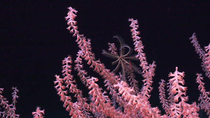 This bamboo coral was seen during Dive 4 at Blake Deep.