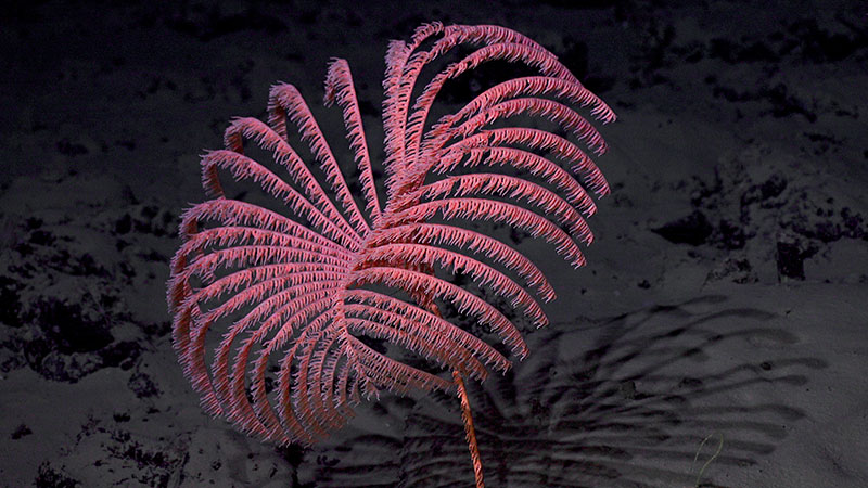 This black coral was seen during Dive 4 at Blake Deep.
