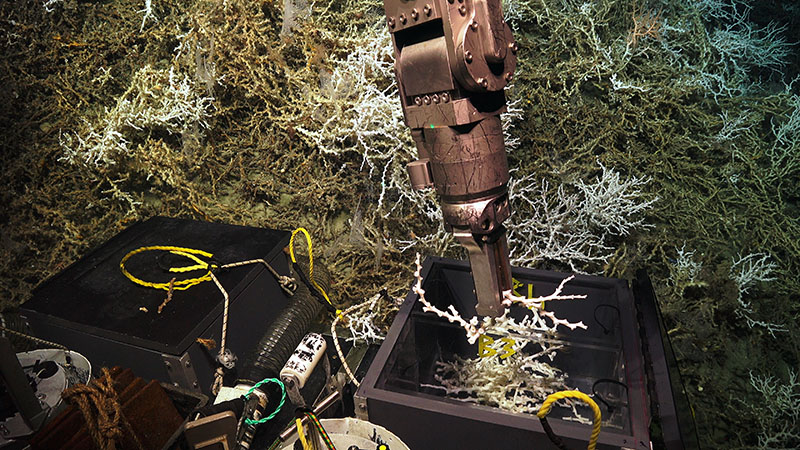 ROV Jason is equipped with a sample “basket” that can be fitted with specific sampling equipment provided by the science team. Here, the ROV pilot places a snip of Lophelia pertusa into a biobox, which is an insulated housing designed to keep the corals with the cold water they’re collected in for the duration of the ROV dive.