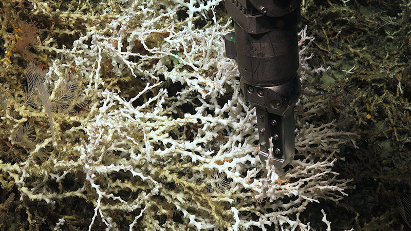 One of ROV Jason’s manipulator arms is equipped with a set of blades known as “coral cutters” that are used to precisely and non-destructively sample delicate coral colonies.