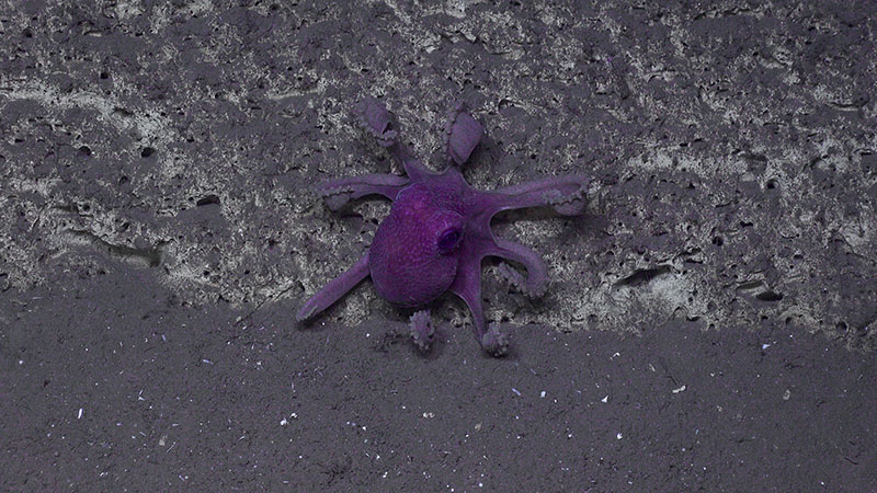 This octopus was seen on Dive 5 at Pamlico Canyon.