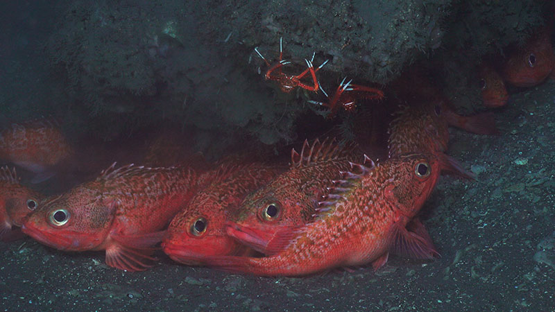 These blackbelly rosefish were observed throughout the dive at Pea Island Seep.
