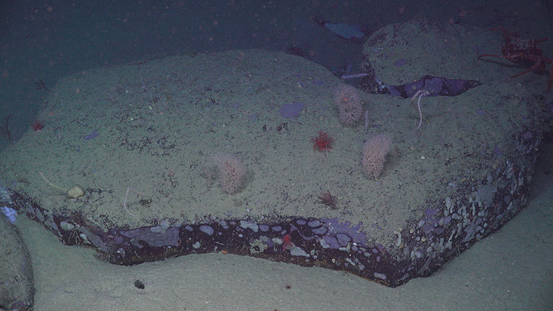 This boulder dotted with Chrysogorgia, Isididae, and Anthomastus corals was seen on our dive at Cape Lookout.