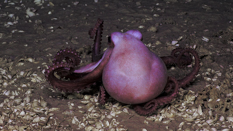 This octopus was seen at our dive at Blake Ridge Seep.