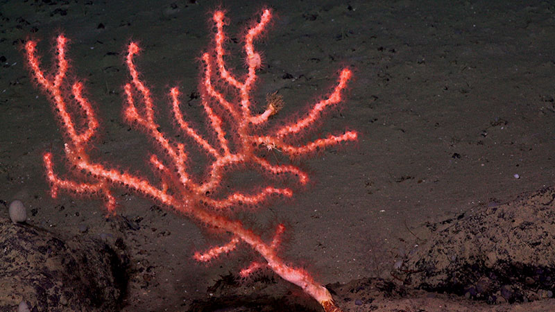 This Paragorgia coral was seen on a boulder near the Cape Fear seep site.
