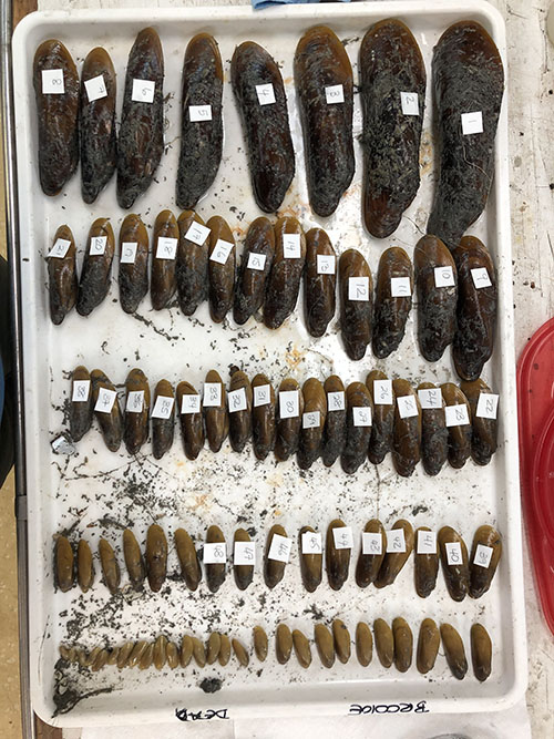 The DEEP SEARCH bio lab processed 81 mussels from one biobox insert on Sunday morning. Every mussel was sorted out by size, photographed for reference, and then individually measured, dissected, and subsampled.