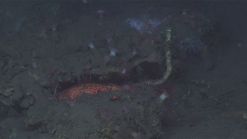 A tubeworm growing from under a carbonate outcrop surrounded by anemones and fish.