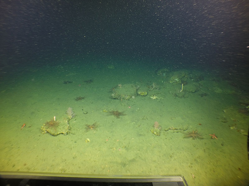 A still photo taken during a quantitative survey transect off southern Oregon,at 650 meters depth. The red laser dots are 10 cm apart and are located near the middle of the lowerpart of the screen. Corals and a thornyhead on mud/cobble habitat will be recorded from the video during this part of the transect, as the ROV Yogi transits forward at a consistent speed, height off the seafloor, and direction.