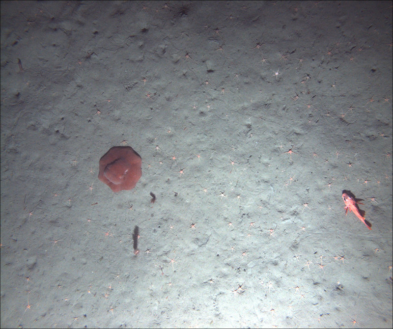 Example seafloor images from AUV Dive #7 at BOEM Humboldt Call Area off Eureka, CA.