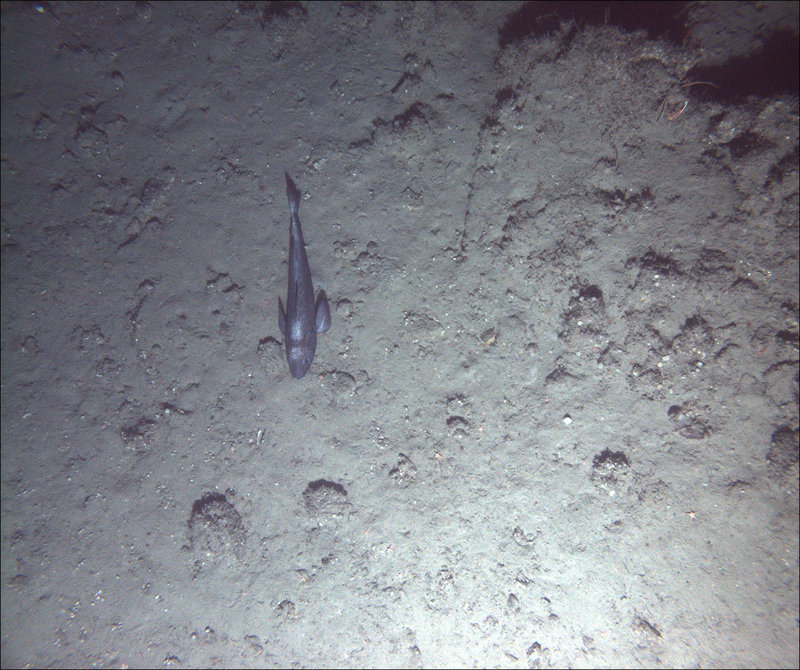Fig. 5b: Low relief, mixed rocky and muddy habitat on a large ridge feature towards the end of the dive, with a sablefish (Anoplopoma fimbria), a decorator crab (Chorilia sp.), several brittle stars and hydroids.