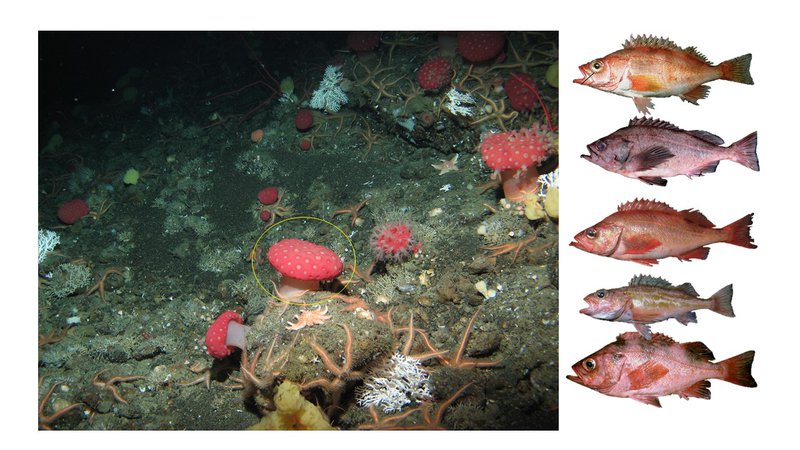 Octocoral and rockfish species detected in an eDNA sample collected at Mendocino Ridge in 2018.