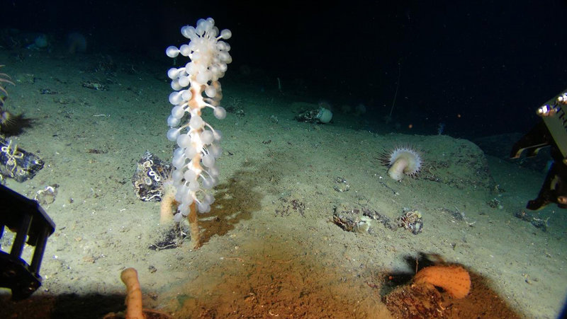 The carnivorous sponge Chondrocladia grandis off Baffin Island, Canada. Note the inflated spheres and how its main body protrudes into the sediment.