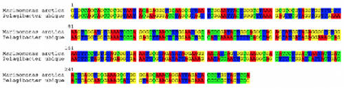 Barcode alignment and comparison