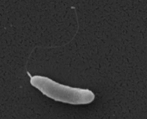 This is a microscopic photo of a bacterium called Marinomonas arctica, which can grow inside of Arctic sea ice at subzero temperatures!