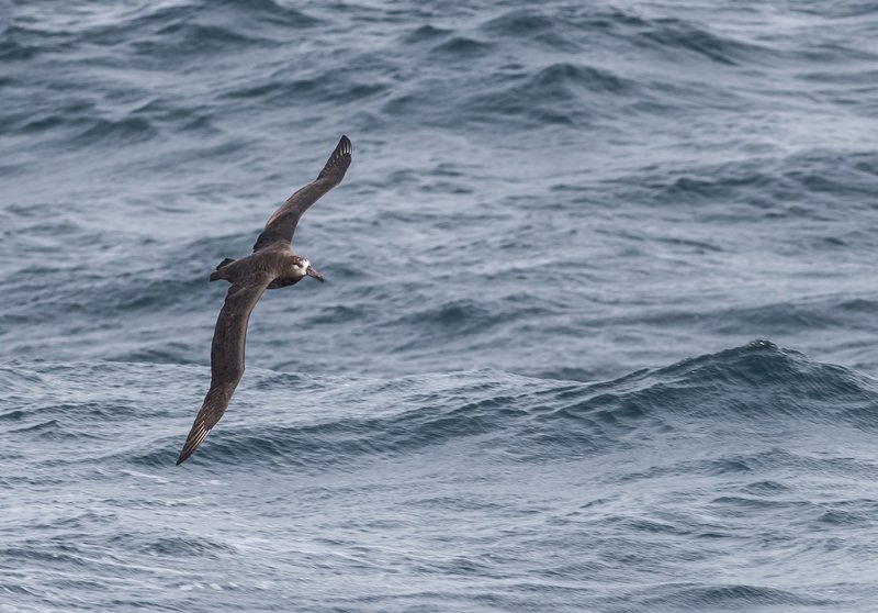 Black-footed albatross, which breed in the western Hawaiian Islands, travel widely across the northern Gulf of Alaska, and are most commonly observed along the shelf slope and break.