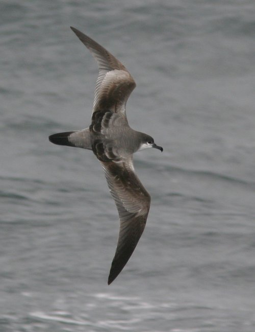 Bullers shearwaters are highly pelagic during the non-breeding season, and are at the northern edge of their range during our summer, before heading back to New Zealand for the nesting season.