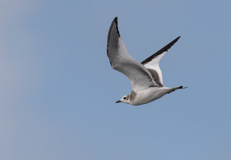 Sabine's gull, like this immature bird and adults during the non-breeding season, are highly pelagic in both the Pacific and Atlantic, but they breed in the Arctic tundra.