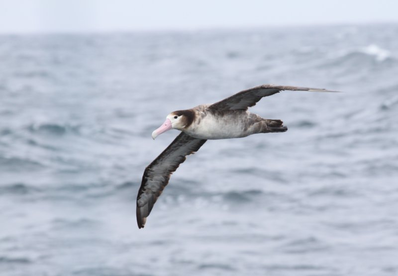 Short-tailed albatross, an endangered species, can occur near the seamounts and in low numbers throughout the northern GOA, but breed primarily on a volcanic island near Japan.