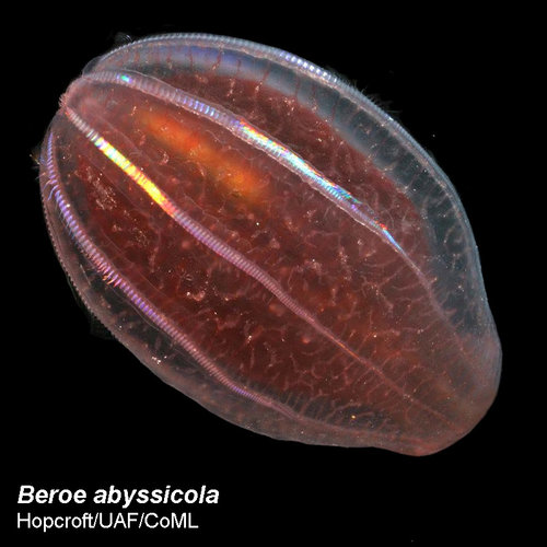 Beroe abyssicola is a comb jelly, which is a voracious predator in the deeper waters of the Gulf of Alaska up to the Arctic.