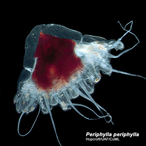 Periphylla sp. is a delicate jellyfish that can be found in the deeper waters in the Gulf of Alaska.