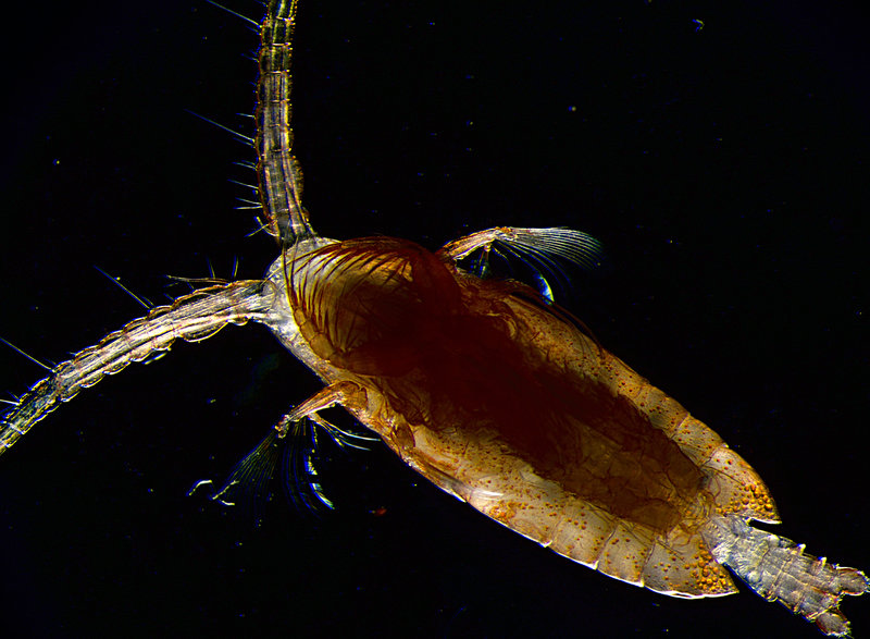 Called “big red” for the time being, this is a relatively large copepod that is a voracious predator on other zooplankton.