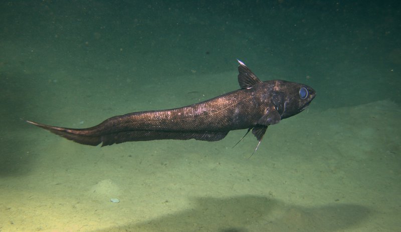 A Pacific Grenadier fish was a frequent visitor of the ROV at 2500 m depth.