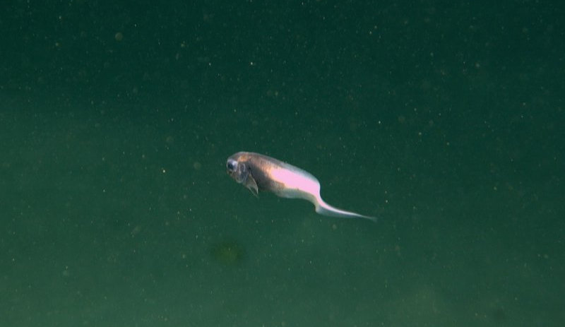 A deep-water snail fish captured by the ROV.