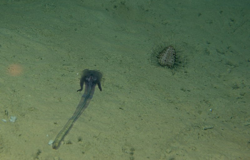 An acorn worm (left) and a sea urchin (right) were common members of the deep-sea benthic community at 24500 m depth on the continental slope.
