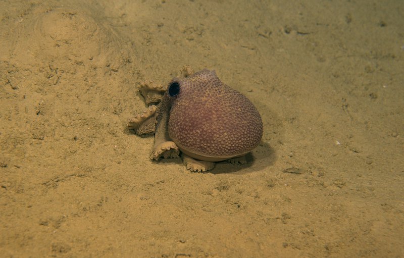 This octopus was trying to make itself invisible against the seafloor when the ROV came close.