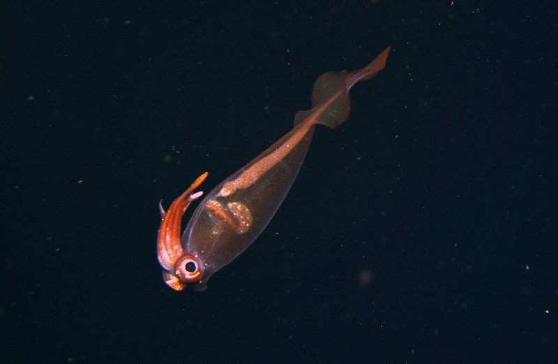 A cockatoo squid found at 527 m depth along the Gulf of Alaska continental slope.
