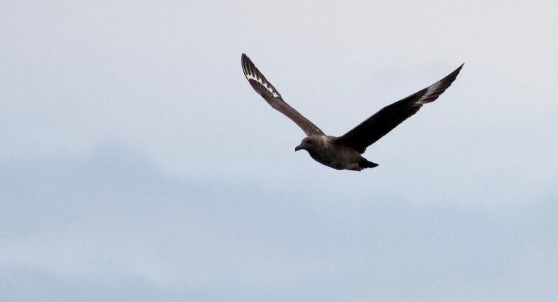 The South Polar Skua is a rare visitor in Alaskan waters.