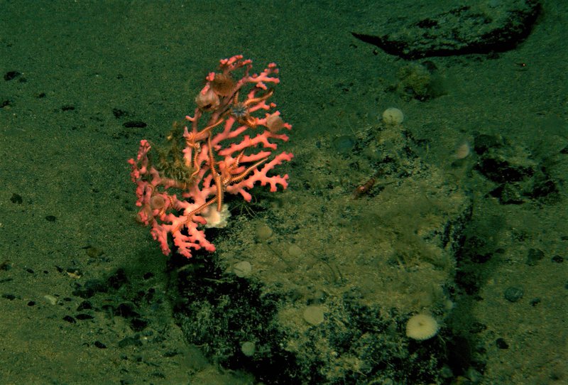 The deep-sea corals found on the seamounts are not only astounding themselves but also provide habitat for a large number of other organisms.