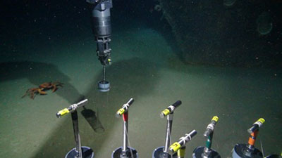 Sediment samples collected near the bow of the Anona shipwreck, with a local crab supervising the operation. Samples during this study will be collected with these push corers.