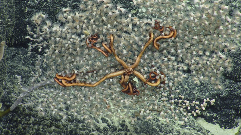 Brittle stars are often seen splayed across deep-sea corals. They wrap their arms tightly through the coral which can give them some stability amidst currents moving through the area.