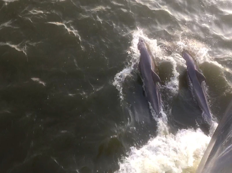 Dolphins race the bow of the R/V Nikola during transit between survey sites.