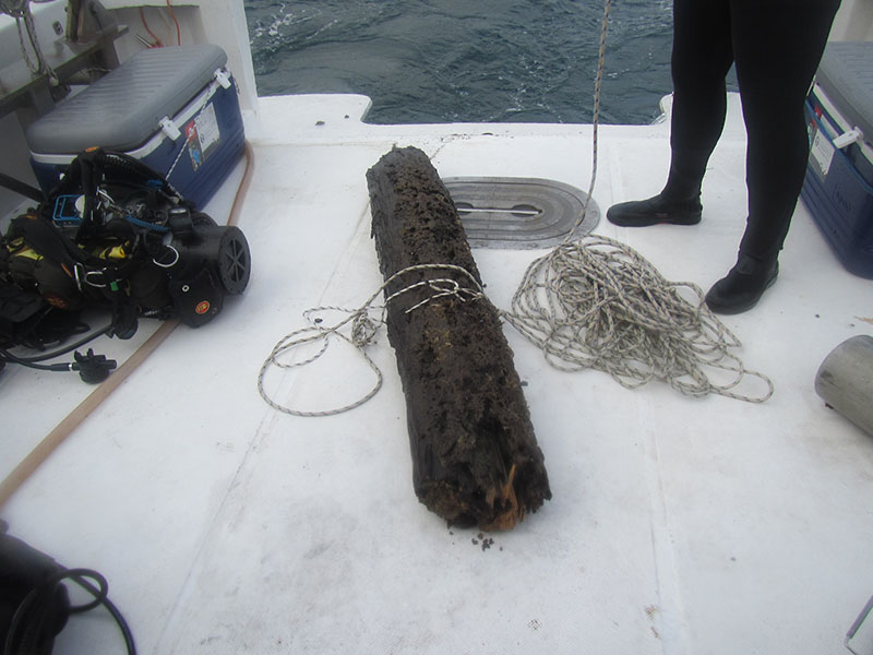 Collected from an ancient cypress forest submerged in Mobile Bay, this log contains hundreds of marine organisms that either burrow into the wood or live in burrows made by other organisms.