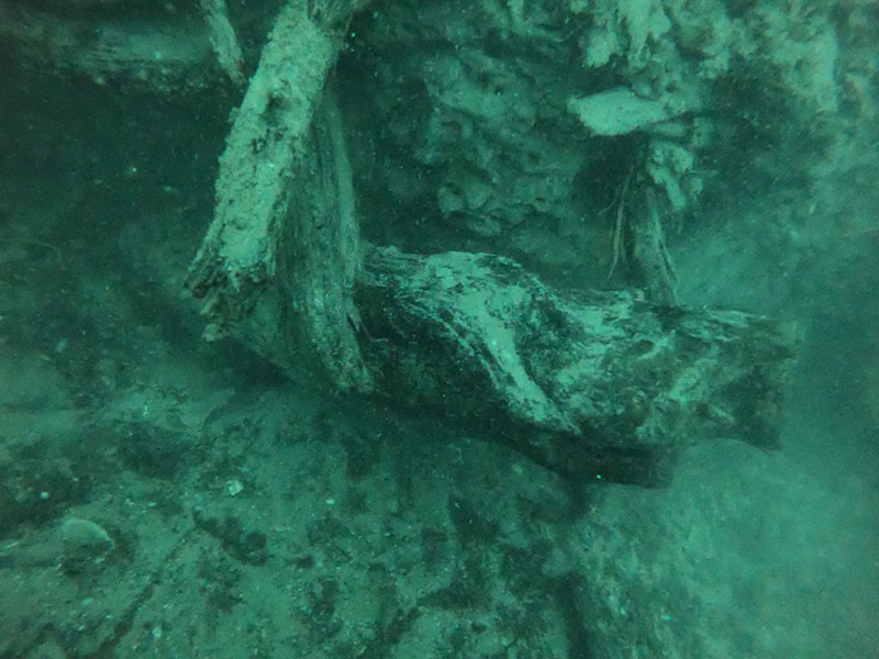 Wood from a 60,000-year-old bald cypress forest buried off the coast of Alabama was uncovered by storms. Newly exposed wood offers a unique habitat for marine organisms and creates a novel ecosystem in the Gulf of Mexico.