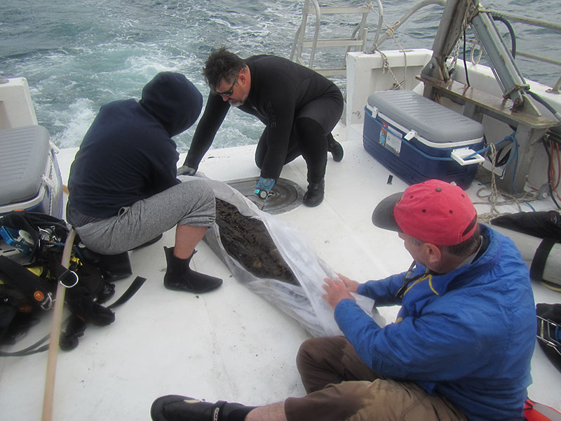 Ocean Genome Legacy Center Director Dan Distel, Dive Safety Officer Grant Lockridge, and researcher Francis Choi wrap a 60,000-year-old log to keep it damp for the trip back to shore. Once on in the lab, researchers dissected the wood to discover what marine species were living inside.