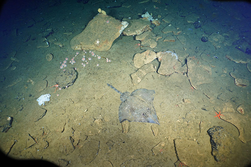 A mixed hard and soft bottom community was observed on Cortes bank. Rocky substrates included slabs of possible phosphorite encrusted with multiple deep-sea sponges species. Other invertebrates included fragile pink urchins (Strongylocentrotus fragilis) feeding on drift kelp debris and squat lobsters using rocks as shelter. A large deep-sea skate (Bathyraja abyssicola) was seen on the softer substrate.
