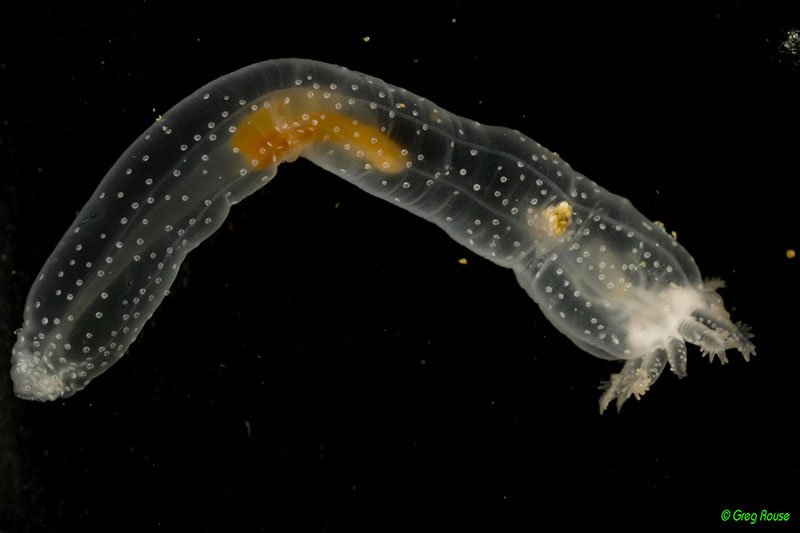This transparent and unearthly creature is identified as a ‘chirodotid sea cucumber’ and was collected by ROV Hercules during this cruise.