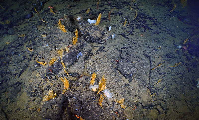 A deep-water coral garden composed of Acanthogorgia sp. sea fans and mushroom corals (Heteropolypus sp.) was identified on the flanks of San Juan Seamount at 880 meters (~2,624 feet).