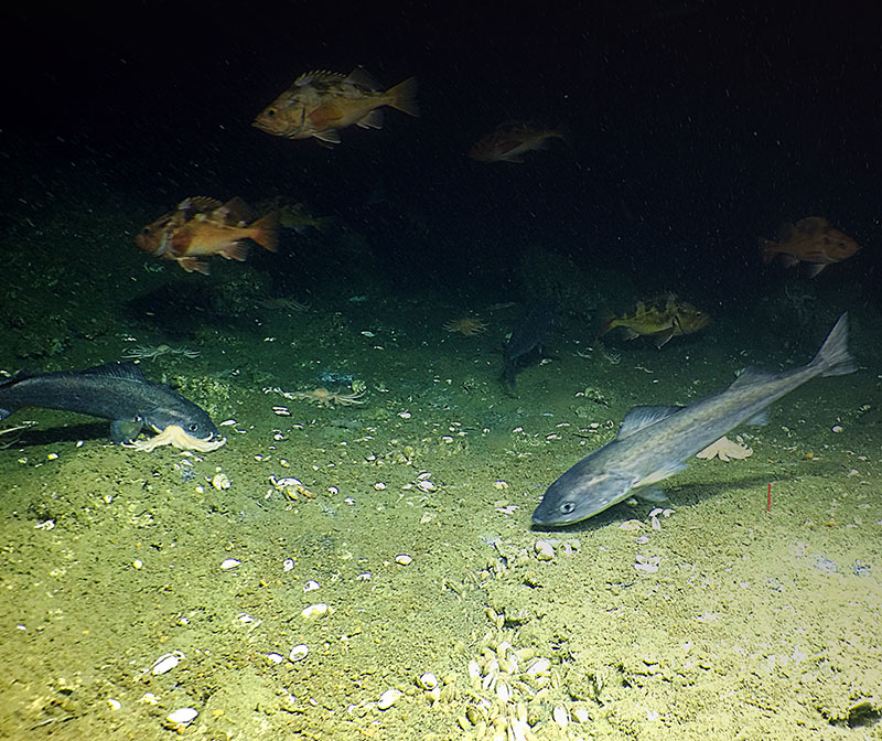 Black cod (sable fish) and rock fish are often present at seep systems. Here you can see an aggregation of them both swimming, and apparently feeding, at a clam bed in the deep sea off the Pacific Northwest of the United States.