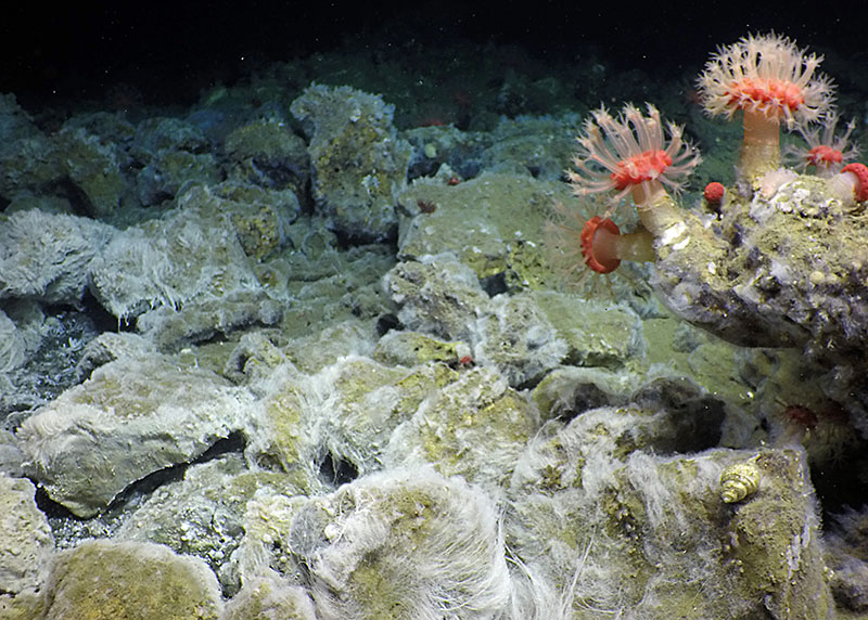 Seeps are often areas of diverse seafloor structure that are then used by ‘normal’ deep-sea animals. In this image, the white “fur” is a bacterial mat harvesting the chemicals leaking from below.  Part of these processes create the boulders present, which then provide a place for the mushroom soft corals to live.